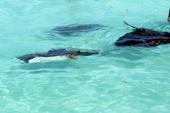Stingray City