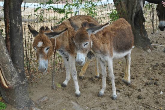 Antigua's Donkey Sanctuary